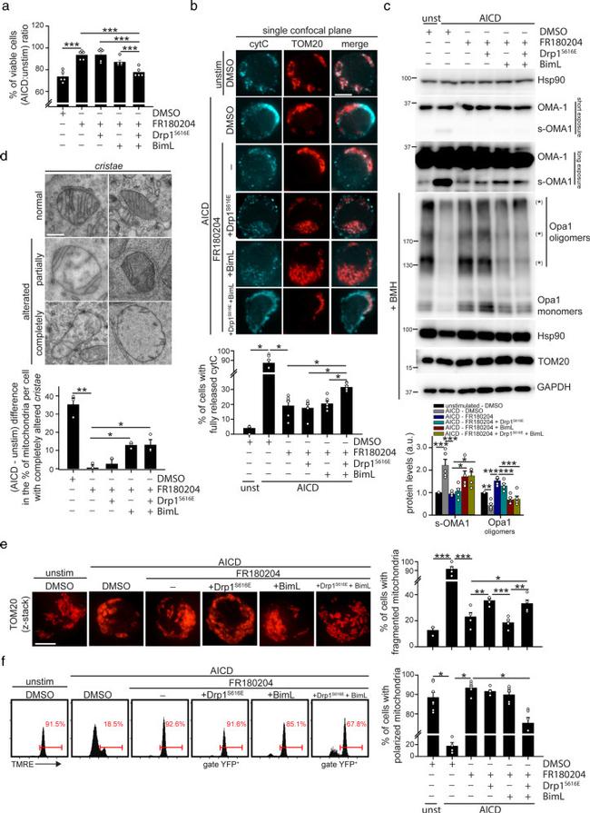 CD3 Antibody in T-Cell Activation (TCA)