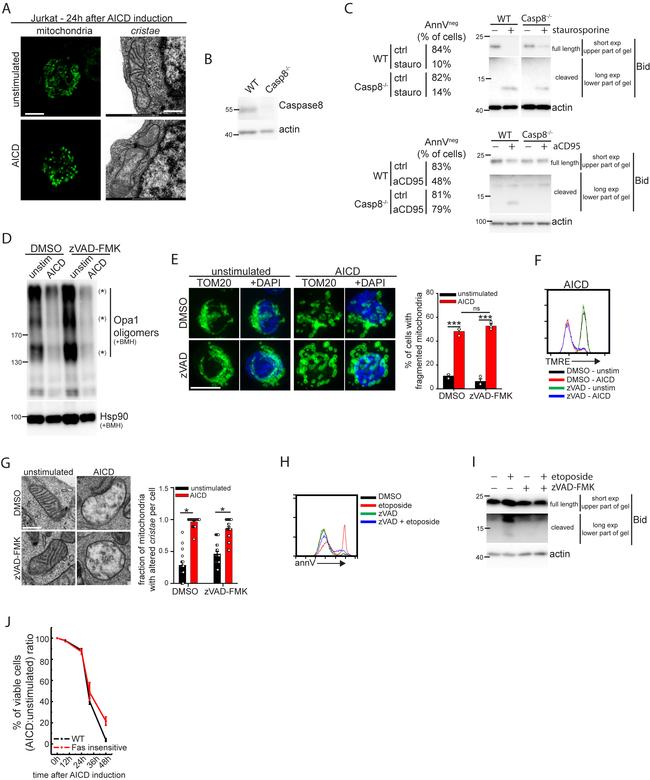 CD3 Antibody in T-Cell Activation (TCA)