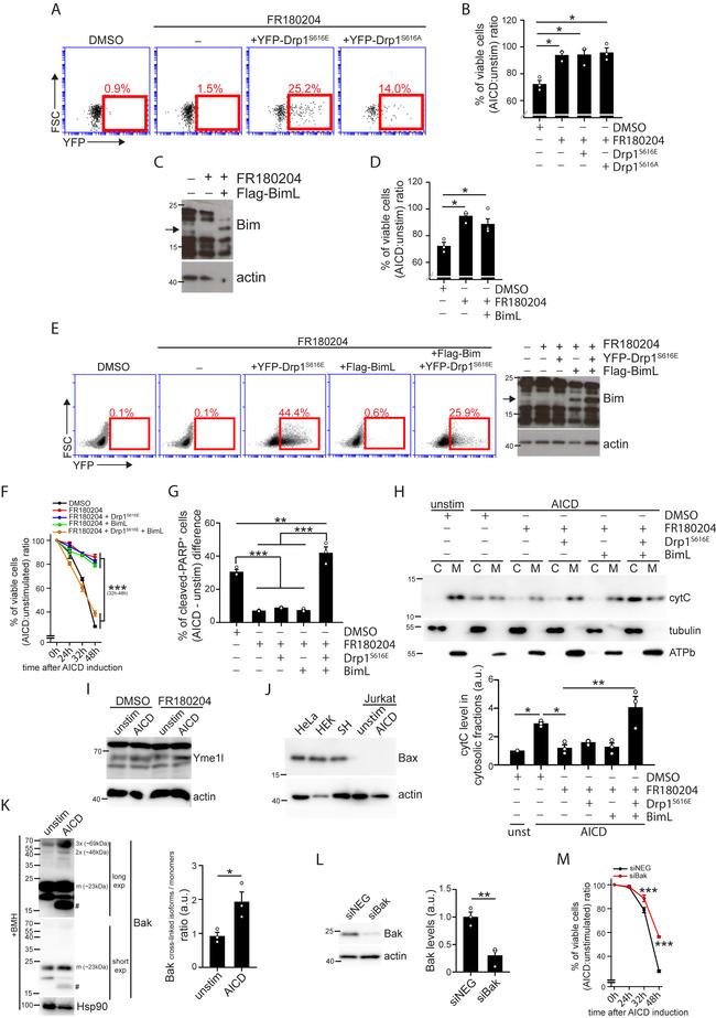 CD3 Antibody in T-Cell Activation (TCA)