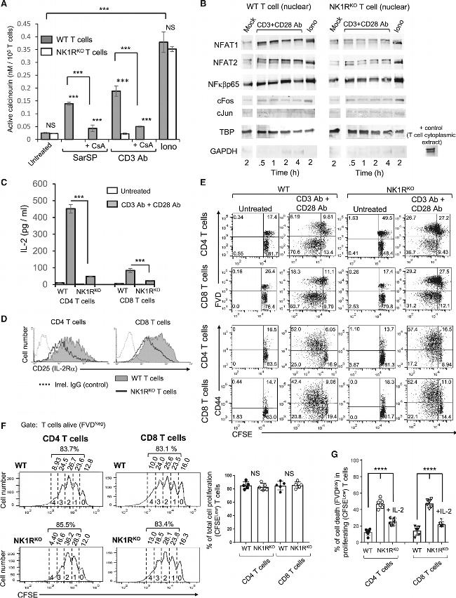 CD44 Antibody in Flow Cytometry (Flow)