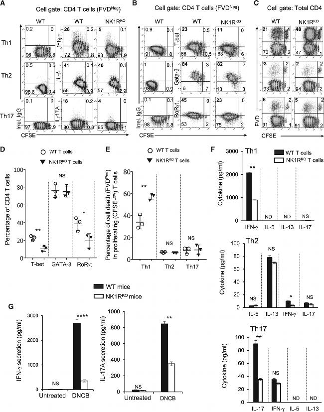 IFN gamma Antibody in T-Cell Activation (TCA)