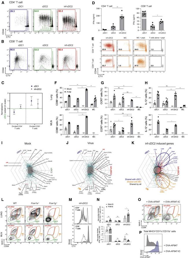 IRF8 Antibody in Flow Cytometry (Flow)