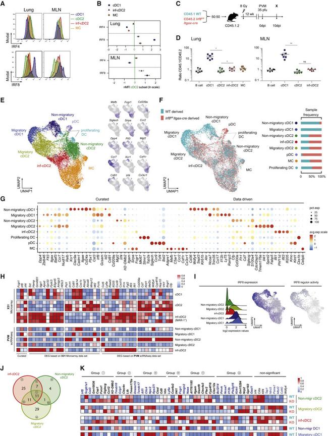 IRF8 Antibody in Flow Cytometry (Flow)