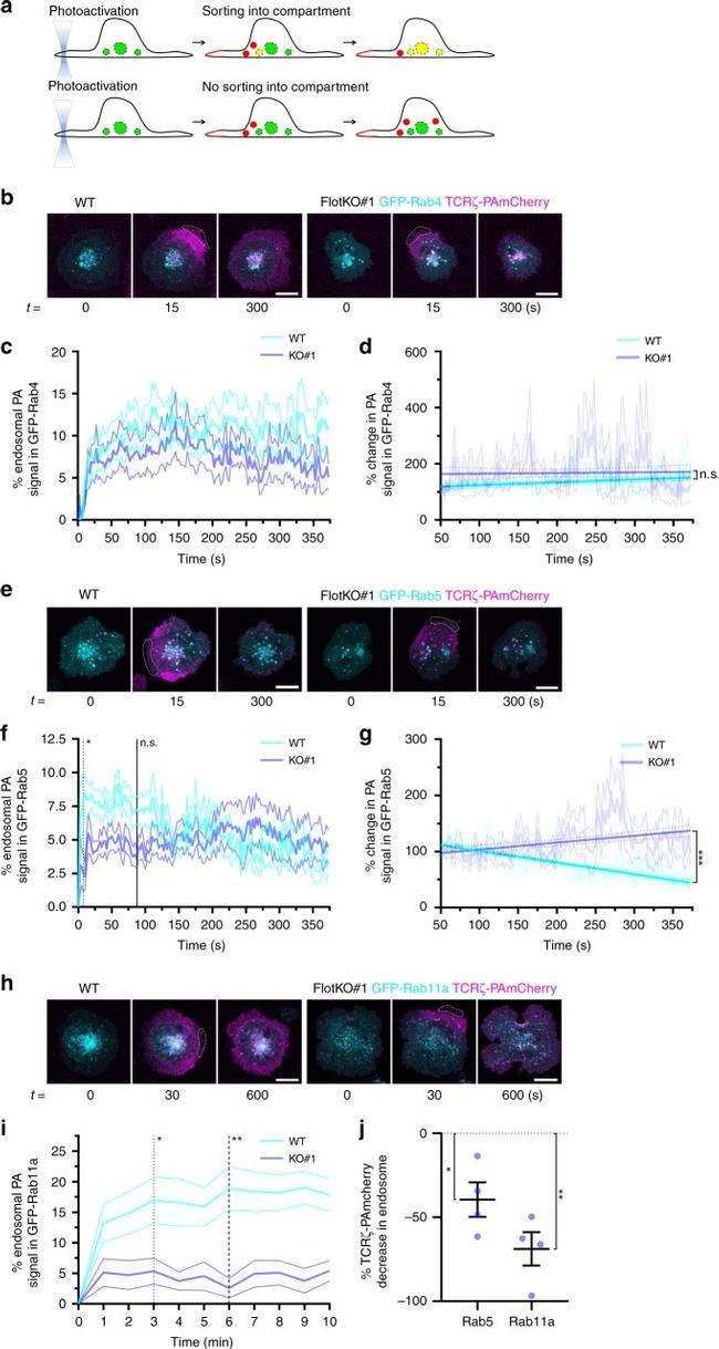 CD28 Antibody in T-Cell Activation (TCA)