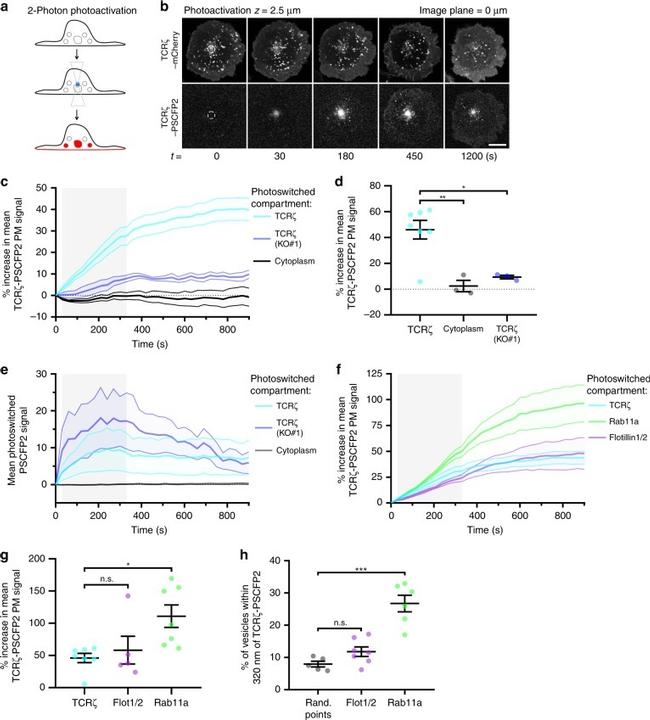 CD28 Antibody in T-Cell Activation (TCA)