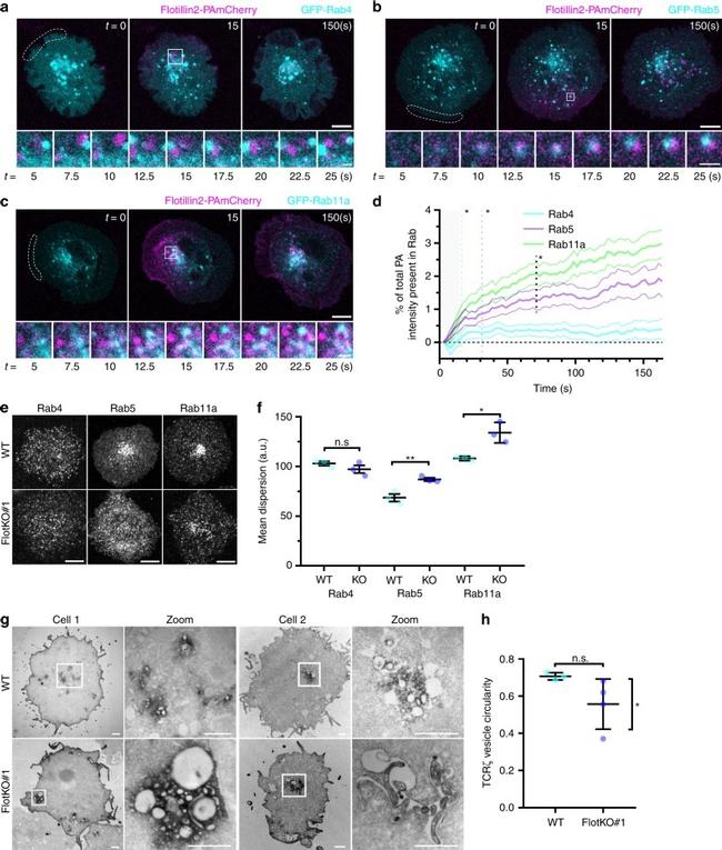 CD28 Antibody in T-Cell Activation (TCA)