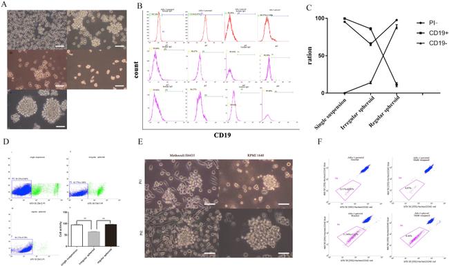 CD19 Antibody in Flow Cytometry (Flow)