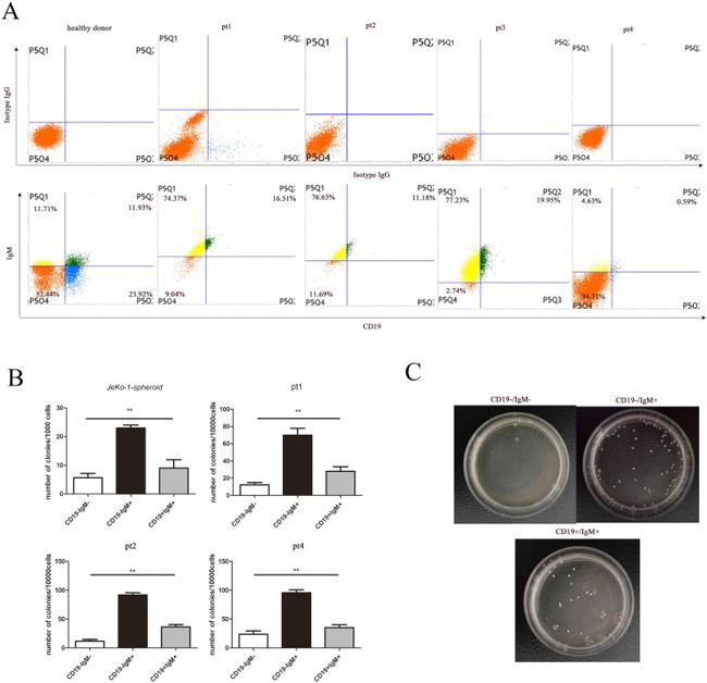 CD19 Antibody in Flow Cytometry (Flow)