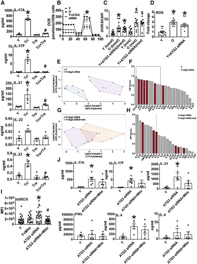 CD28 Antibody in T-Cell Activation (TCA)