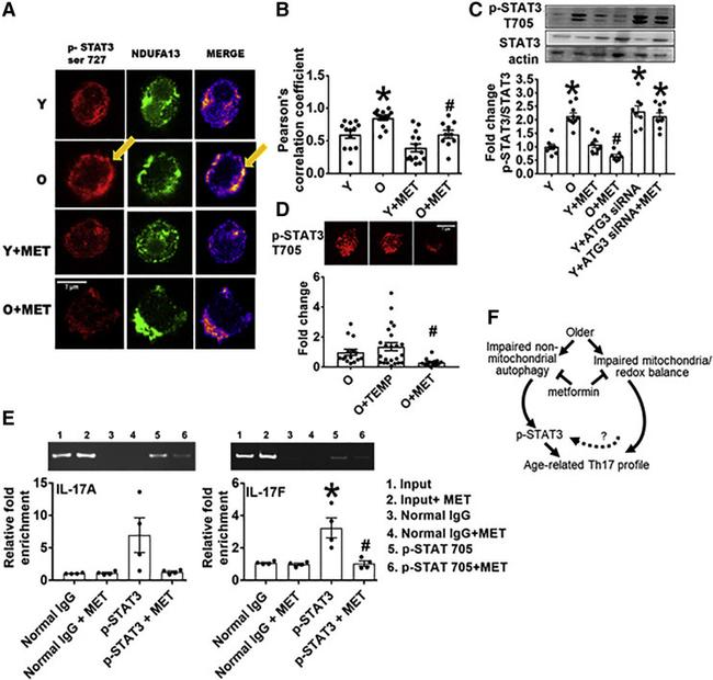 CD28 Antibody in T-Cell Activation (TCA)