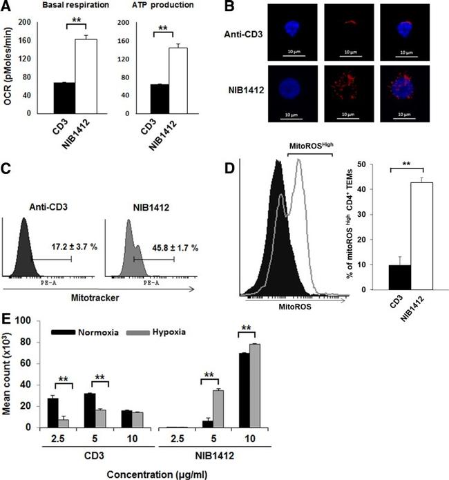 CD3 Antibody in Functional Assay (Functional)