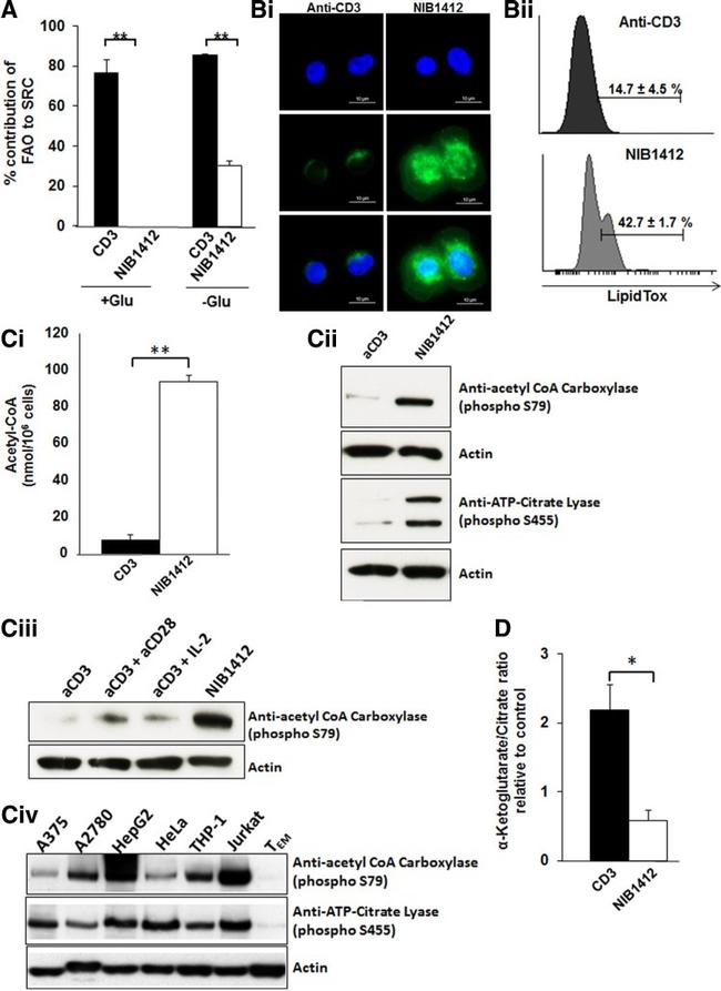 CD3 Antibody in Functional Assay (Functional)