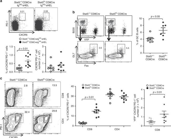 CD8a Antibody in Flow Cytometry (Flow)