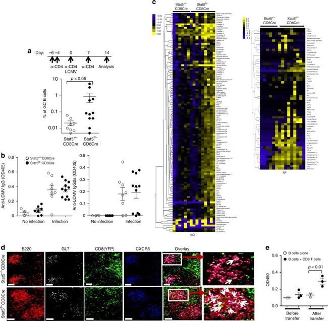 CD8a Antibody in Flow Cytometry (Flow)