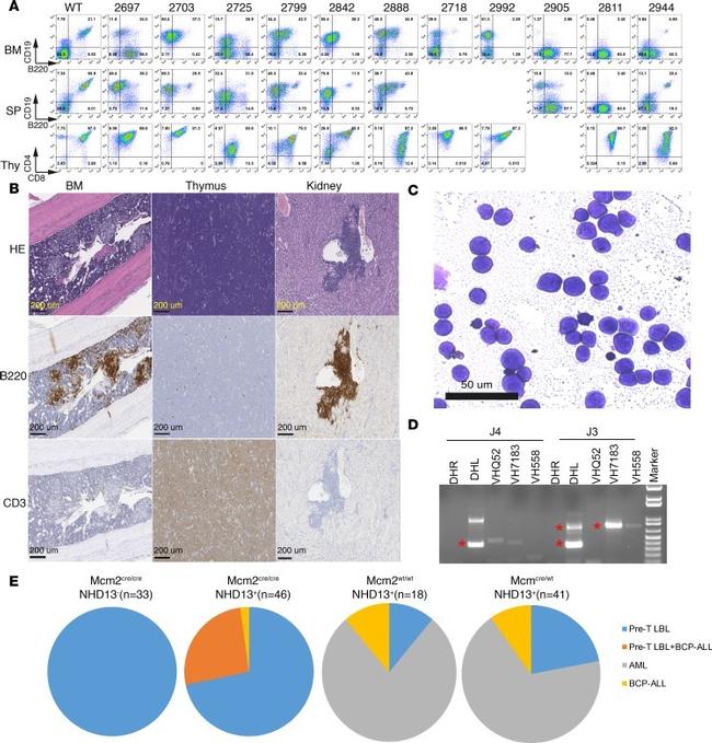 CD4 Antibody in Flow Cytometry (Flow)