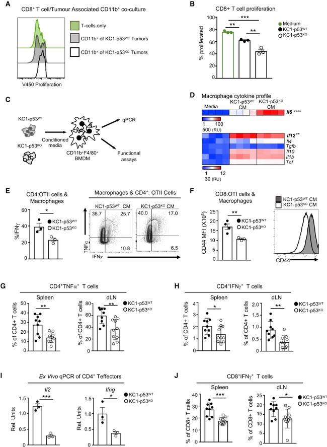 CD44 Antibody in Flow Cytometry (Flow)