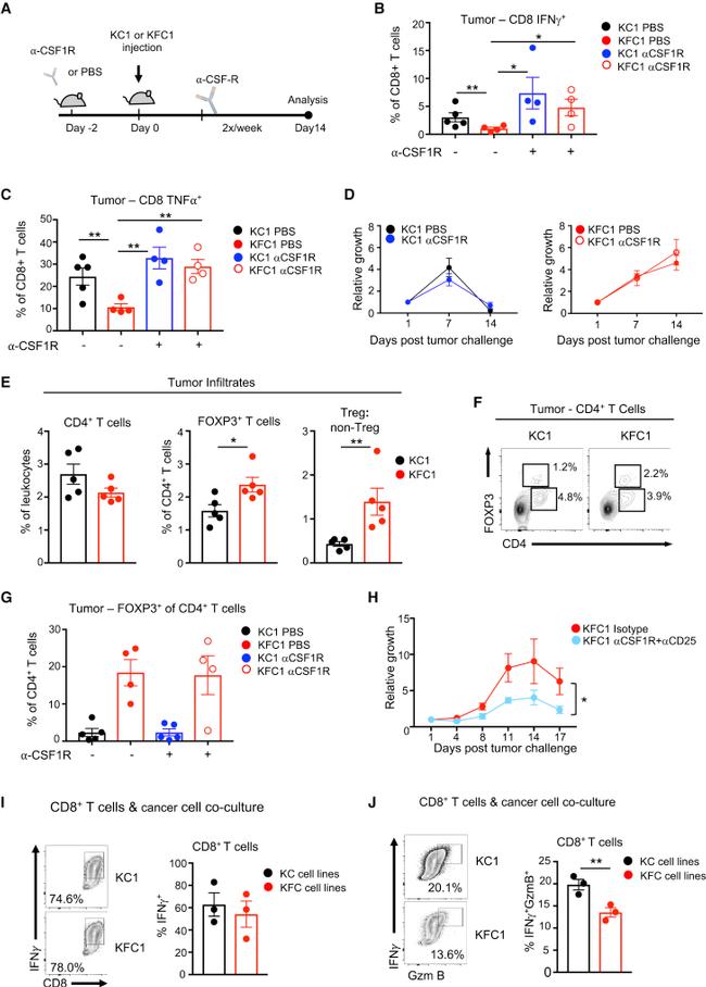 CD4 Antibody in Flow Cytometry (Flow)