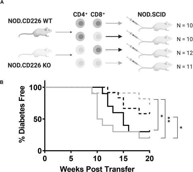 CD8a Antibody in Flow Cytometry (Flow)