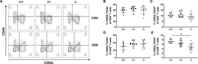 CD8a Antibody in Flow Cytometry (Flow)