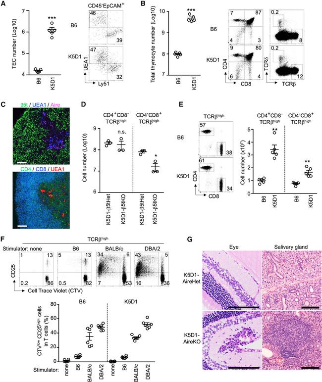 CD8a Antibody in Immunohistochemistry (IHC)