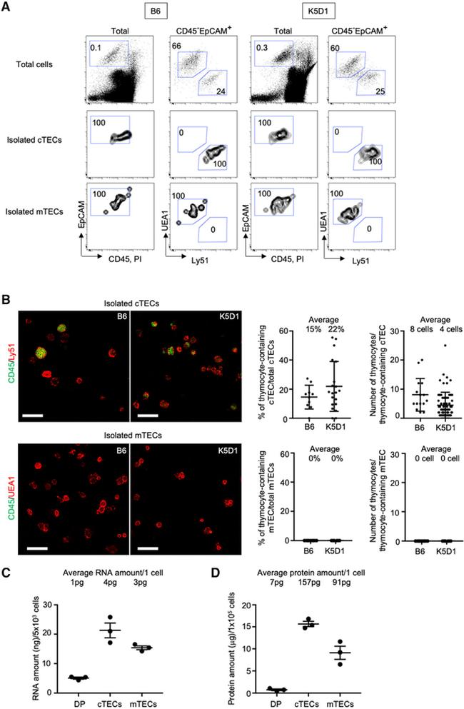 CD8 alpha Antibody in Flow Cytometry (Flow)