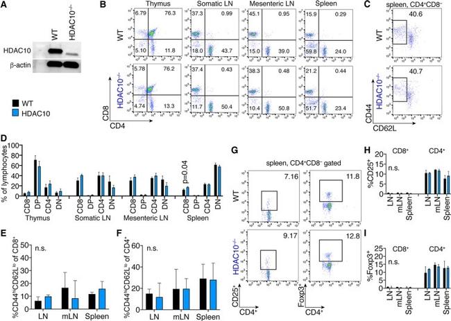 CD8a Antibody in Flow Cytometry (Flow)