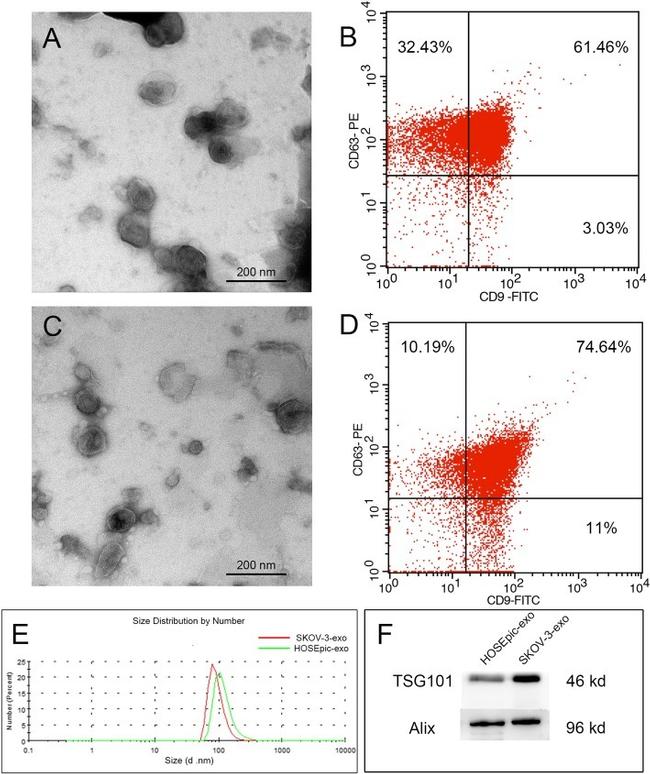 CD9 Antibody in Flow Cytometry (Flow)