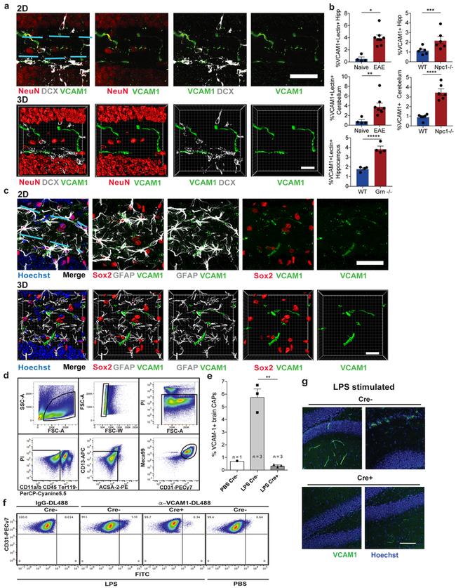 TER-119 Antibody in Flow Cytometry (Flow)