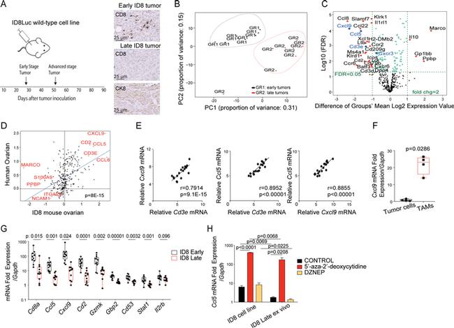 CD8a Antibody in Immunohistochemistry (IHC)