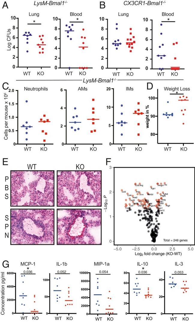 Ly-6G/Ly-6C Antibody in Flow Cytometry (Flow)