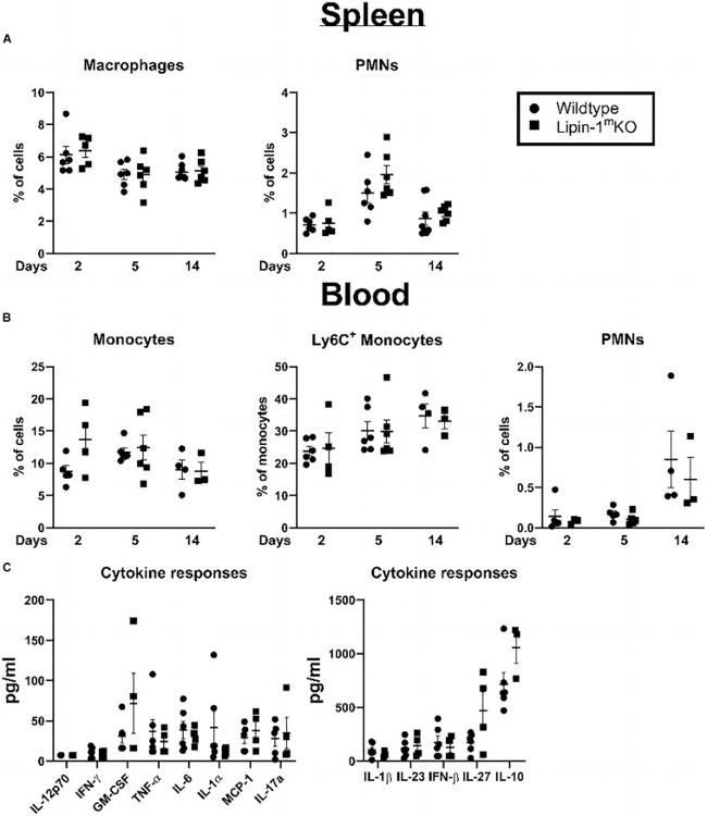 CD11b Antibody in Flow Cytometry (Flow)