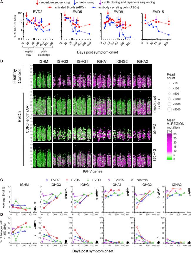 CD19 Antibody in Flow Cytometry (Flow)