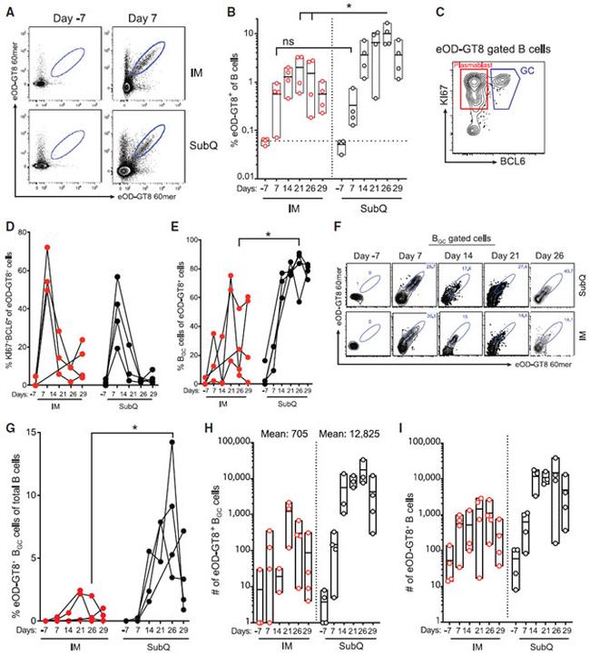 CD20 Antibody in Flow Cytometry (Flow)