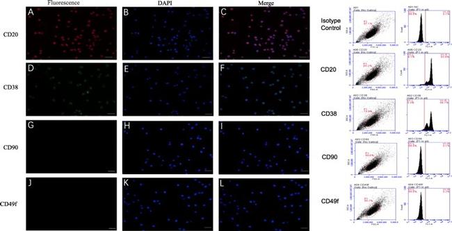 CD20 Antibody in Flow Cytometry (Flow)