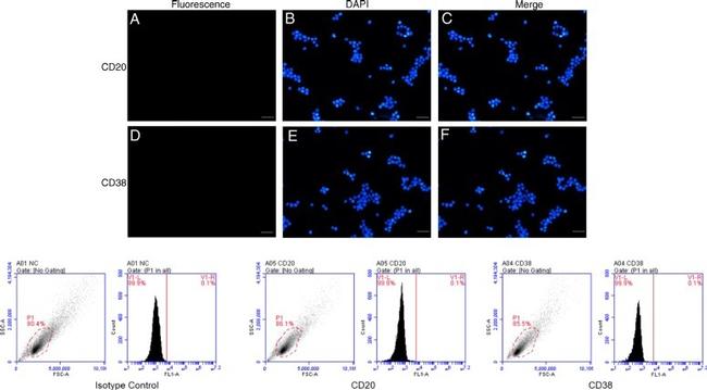 CD20 Antibody in Immunocytochemistry (ICC/IF)