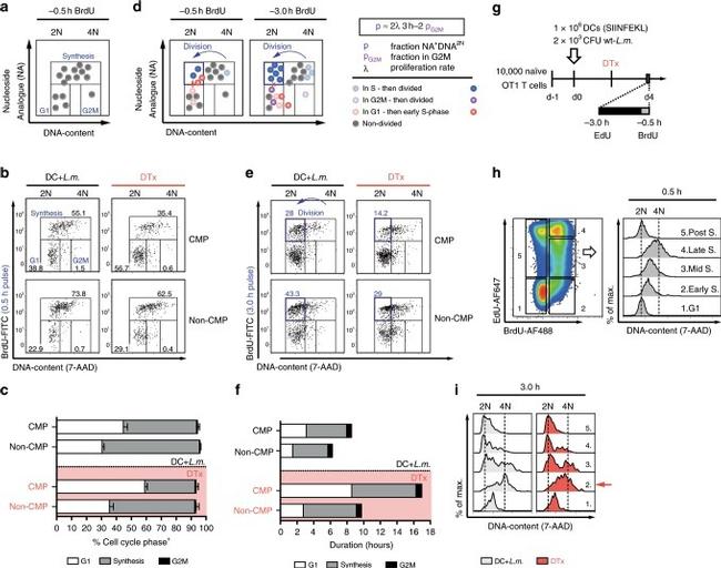 BrdU Antibody in Flow Cytometry (Flow)