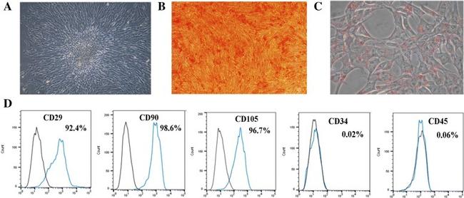 CD29 (Integrin beta 1) Antibody in Flow Cytometry (Flow)