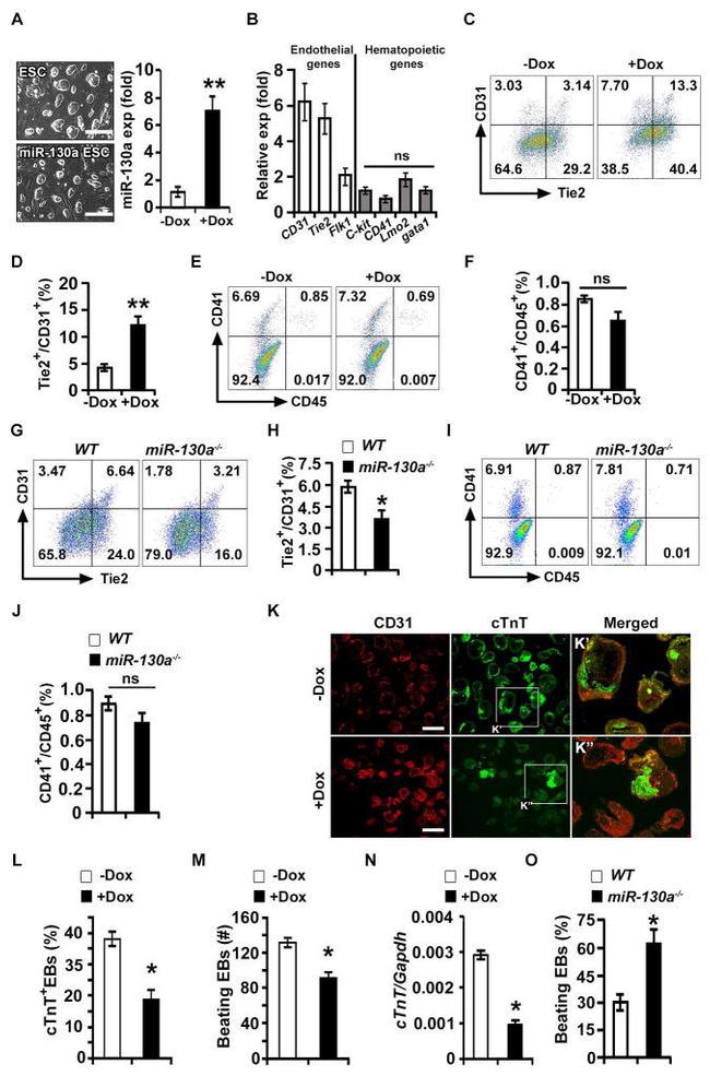 CD31 (PECAM-1) Antibody in Flow Cytometry (Flow)