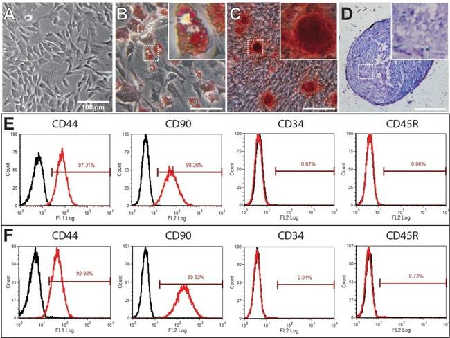 CD90 (Thy-1) Antibody in Flow Cytometry (Flow)