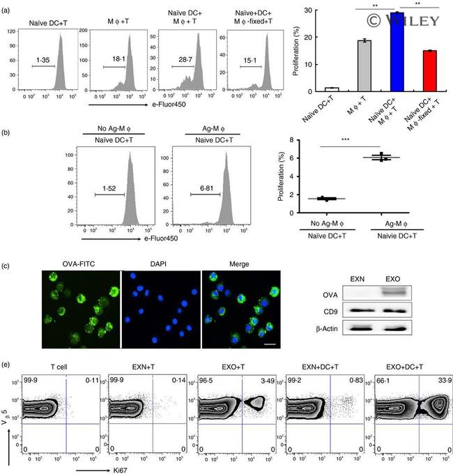 CD62L (L-Selectin) Antibody in Flow Cytometry (Flow)