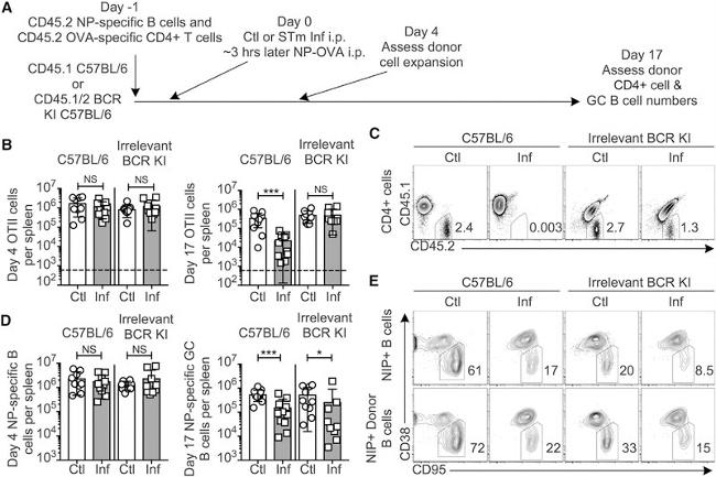 CD45.1 Antibody in Flow Cytometry (Flow)