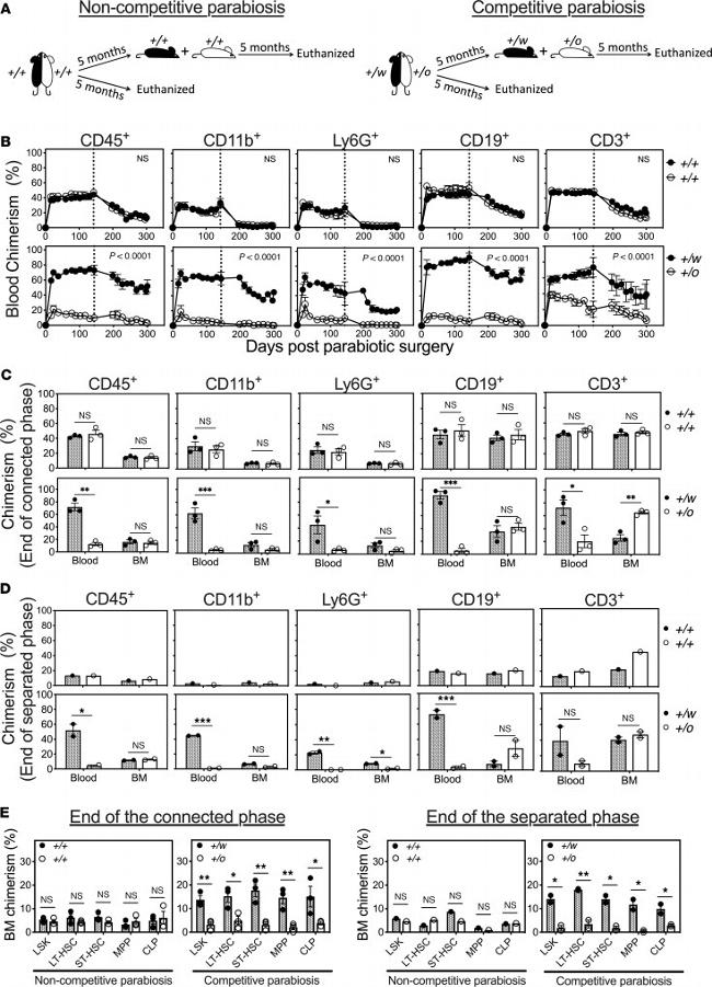 CD45.2 Antibody in Flow Cytometry (Flow)