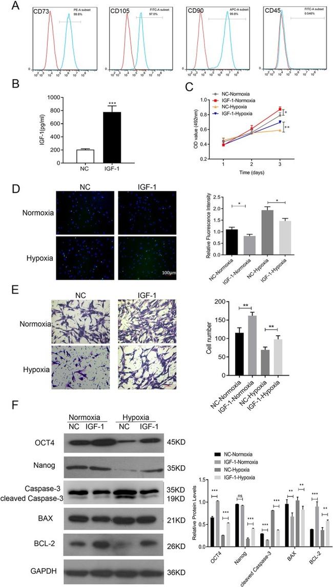 CD90.1 (Thy-1.1) Antibody in Flow Cytometry (Flow)