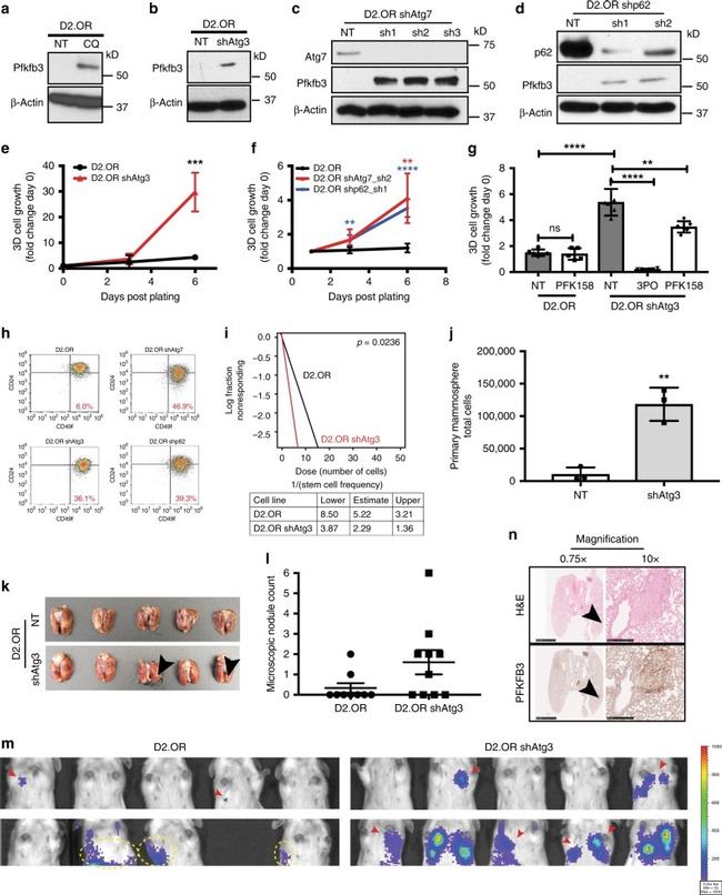 CD49f (Integrin alpha 6) Antibody in Flow Cytometry (Flow)