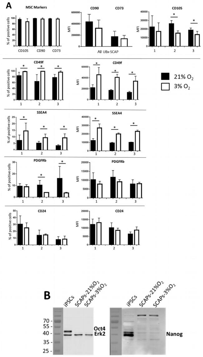 CD90 (Thy-1) Antibody in Flow Cytometry (Flow)