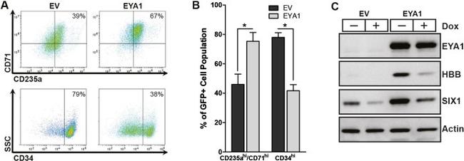 CD71 (Transferrin Receptor) Antibody in Flow Cytometry (Flow)