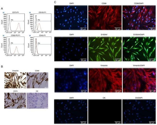 CD73 Antibody in Flow Cytometry (Flow)