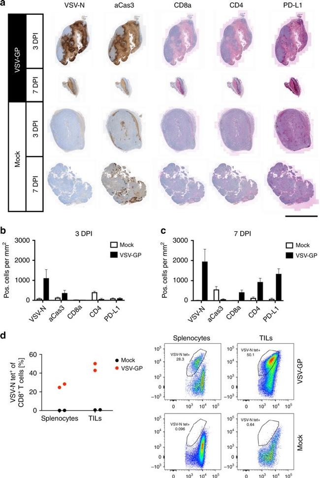 CD4 Antibody in Immunohistochemistry (IHC)