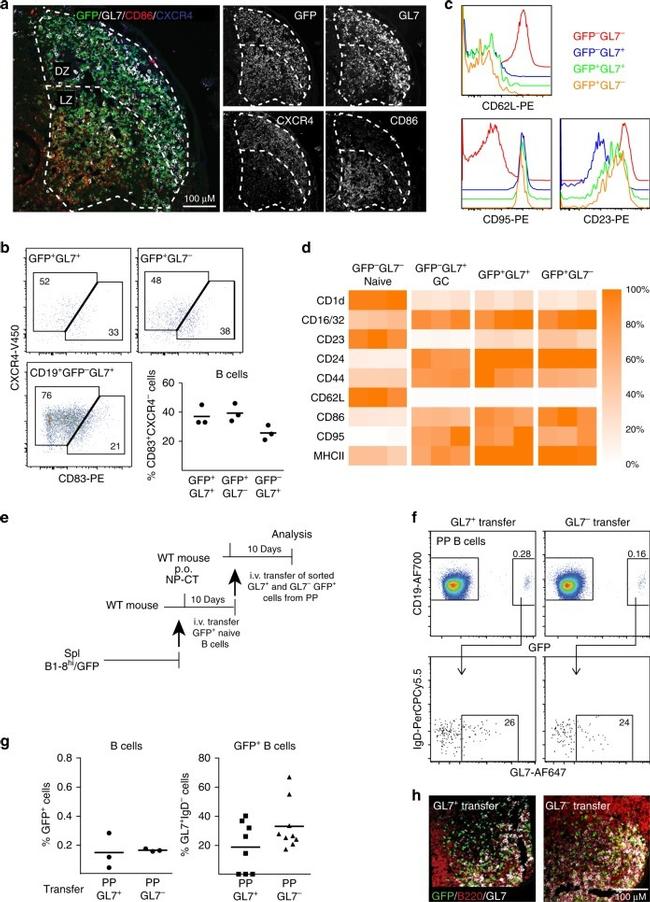 CD23 Antibody in Flow Cytometry (Flow)