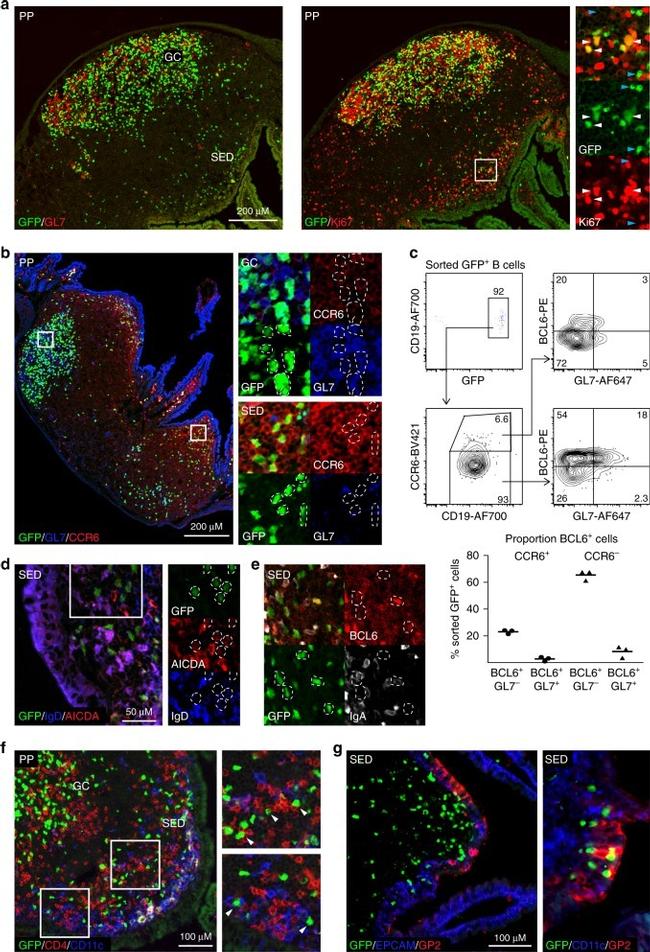 GL7 Antibody in Flow Cytometry (Flow)